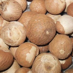 Betel Nuts