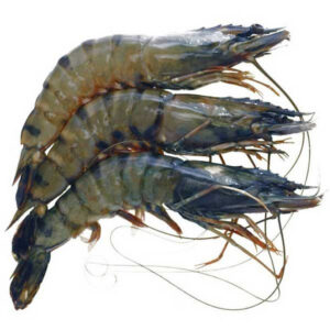 Black Tiger Shrimps