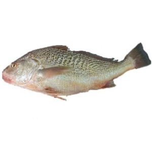 Frozen pangasius fillet